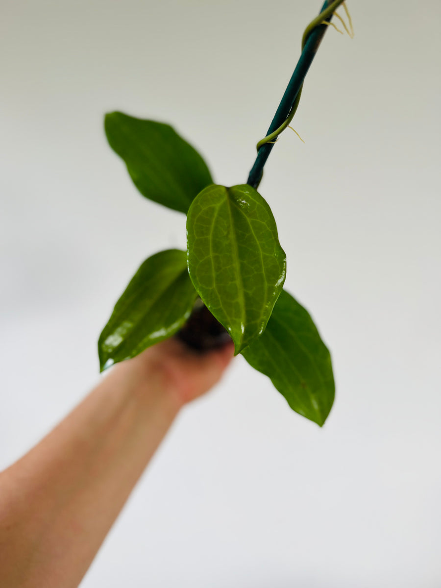 Hoya Quinquenervia - 4