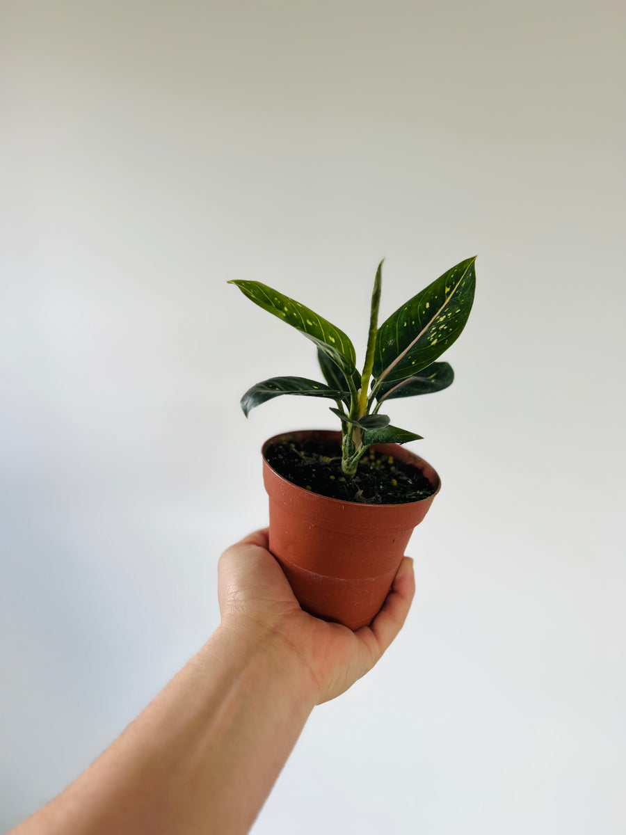 Aglaonema 'Stars' - 4