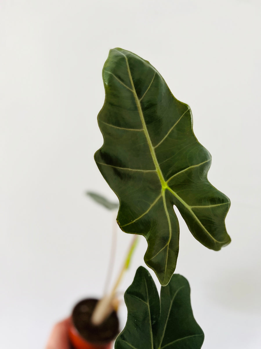 Alocasia Pseudo Sanderiana - 4