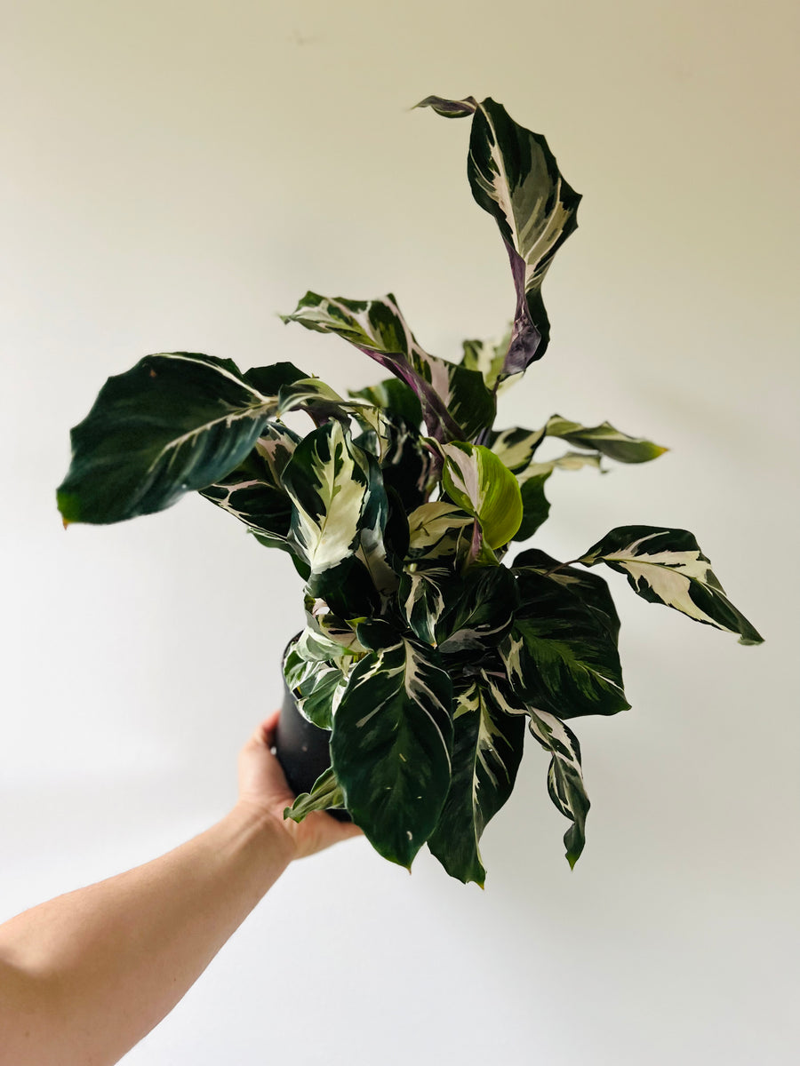 Calathea Stella - Brand New Cultivar - 6