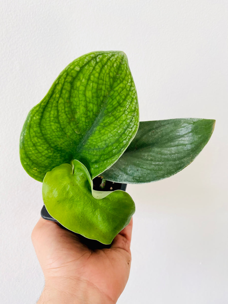 Scindapsus Jade Satin - 3