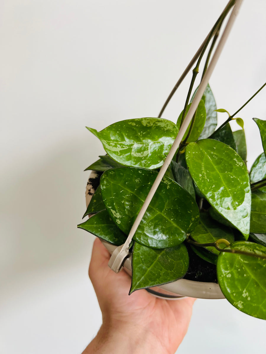 Hoya Parasitica 'Black Margin' - 6