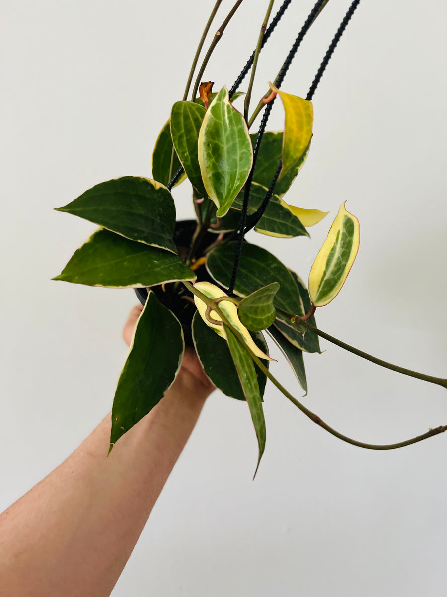 Hoya Macrophylla 