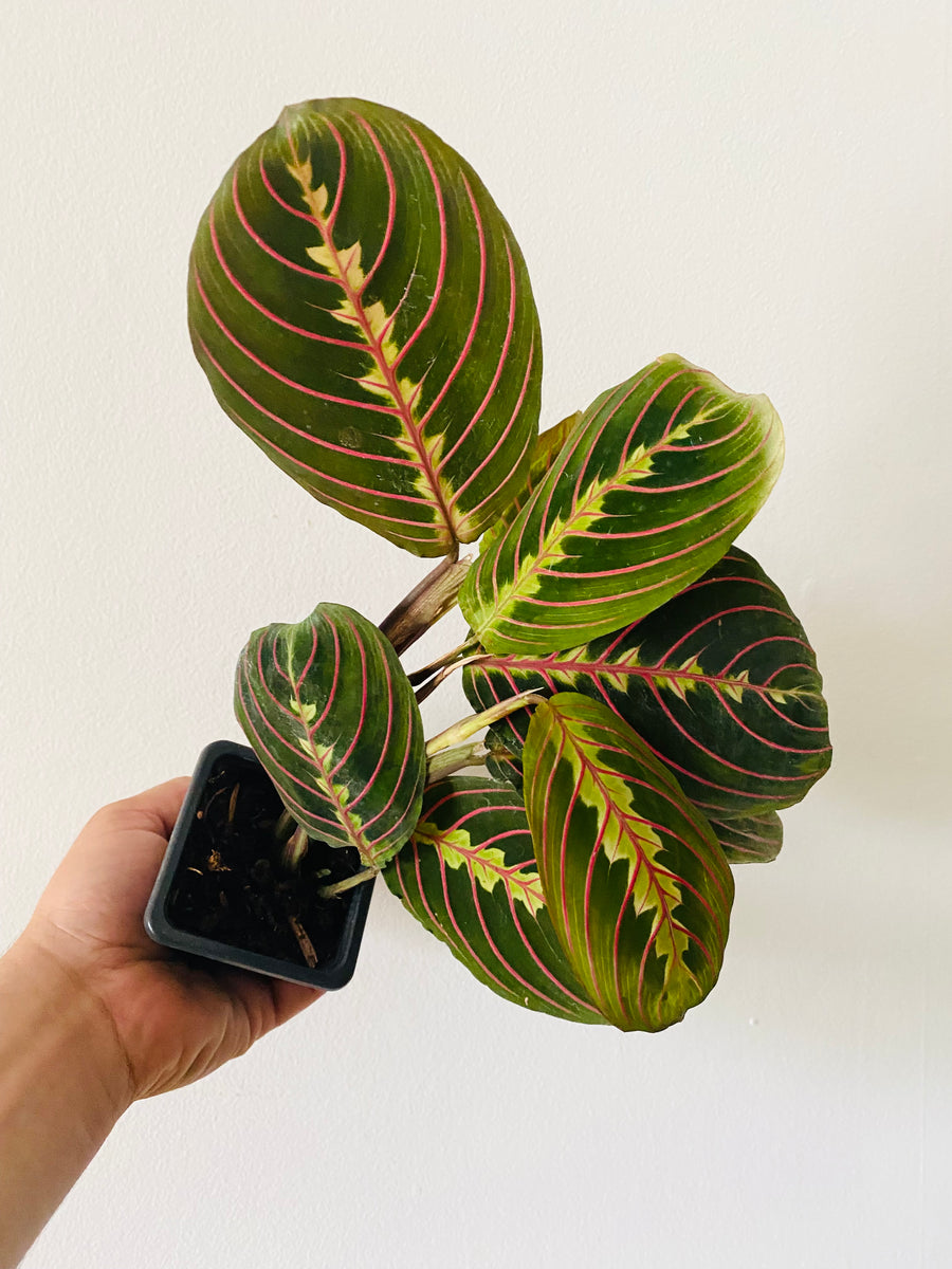 Maranta Leuconeura 'Red' - Red Prayer Plant - 3