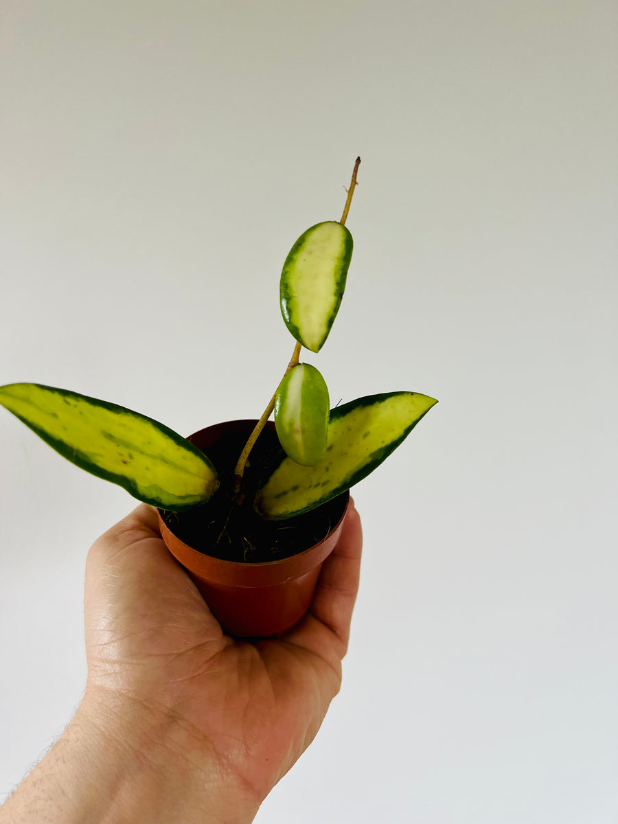 Hoya Acuta Inner Variegated - Rare Starter Hoya - 3