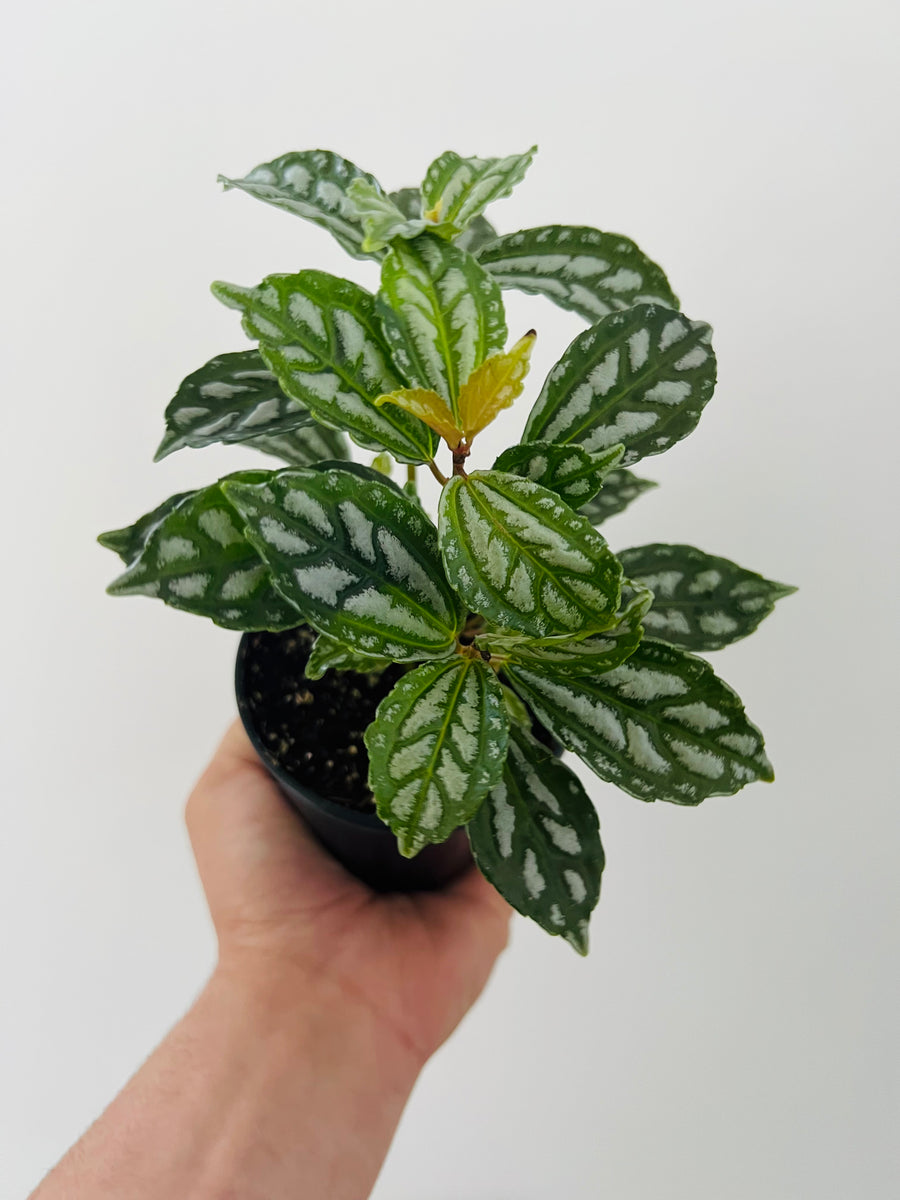 Pilea Cadierei - Aluminum Plant - 4