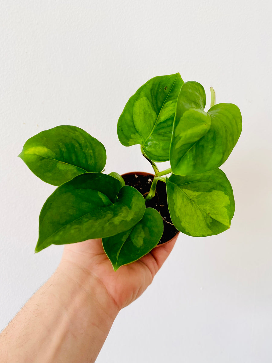 global green philodendron Pothos Global Green - Epipremnum Aureum 'Global Green'