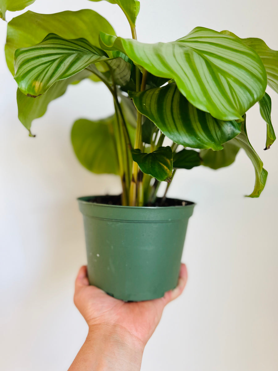 Calathea 'Orbifolia' - 6