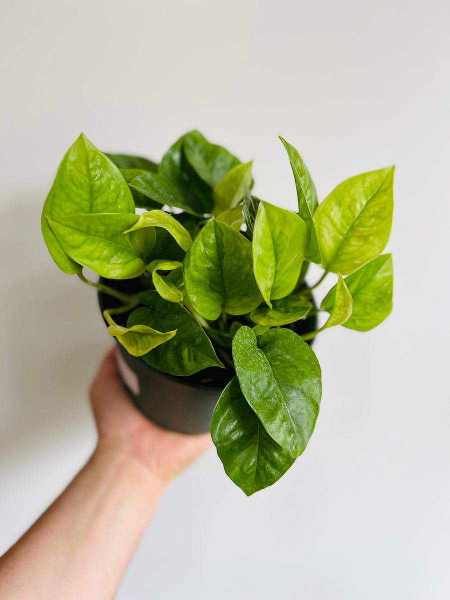 Emerald Pothos - Epipremnum Aureum 'Emerald' - 6