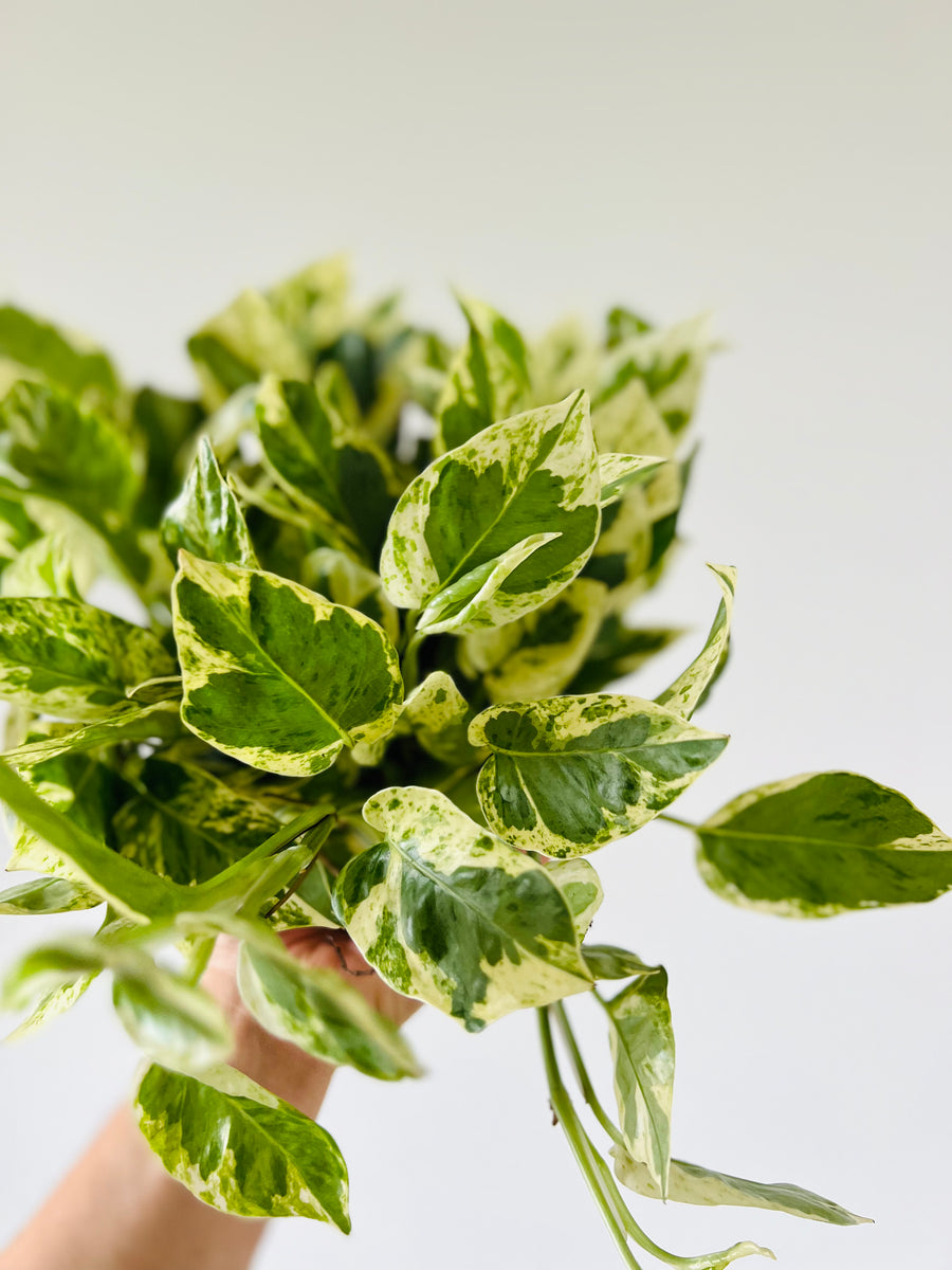 Pothos Pearls & Jade - Epipremnum Aureum 'Pearls & Jade' - Full Heads - 6