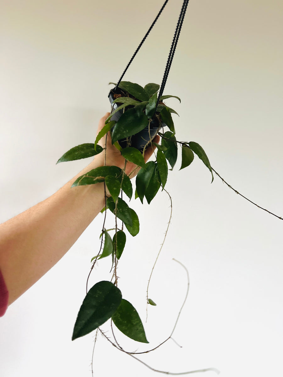 Hoya Caudata Sumatra - Very Full & Trailing - 4