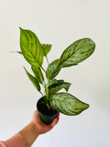 Aglaonema 'Silver King' - 4