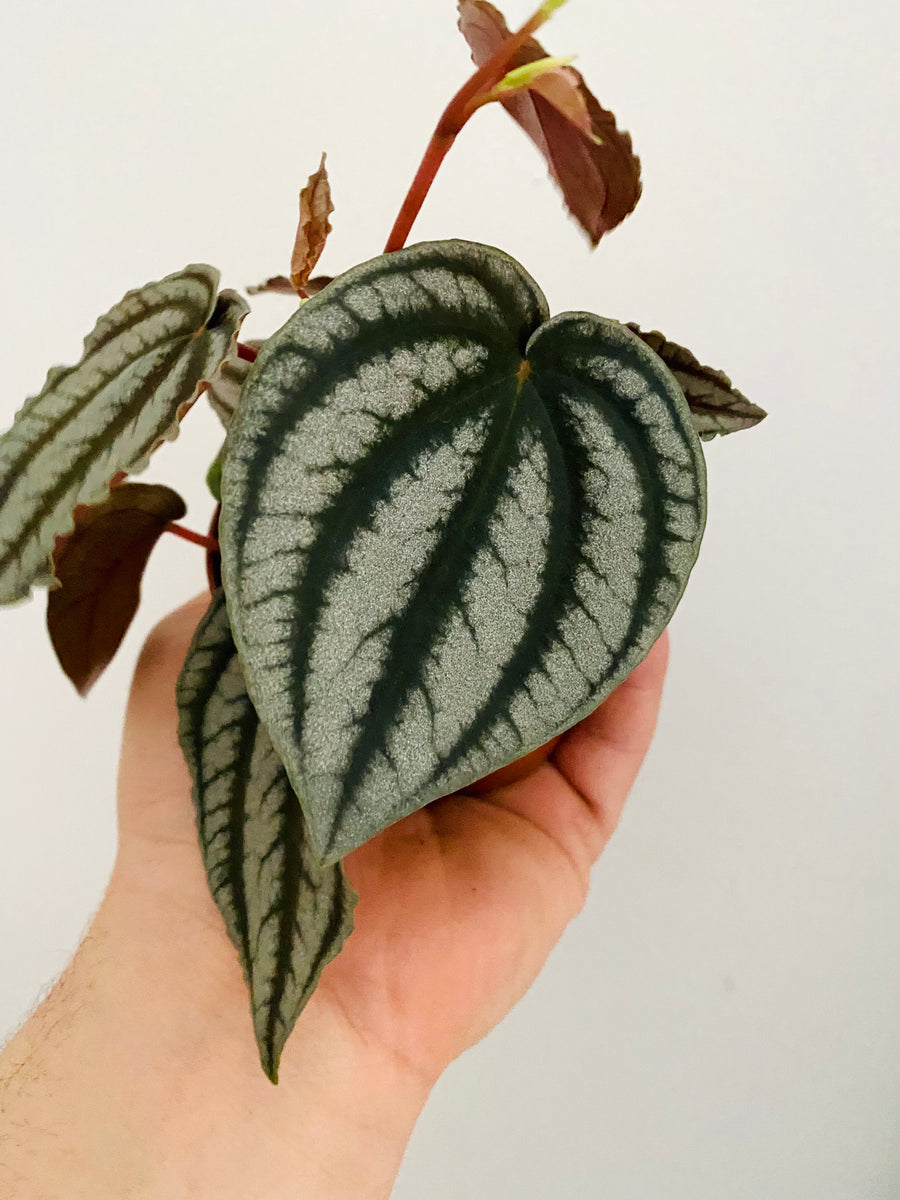 Peperomia Turboensis 'Purple Watermelon' - 3