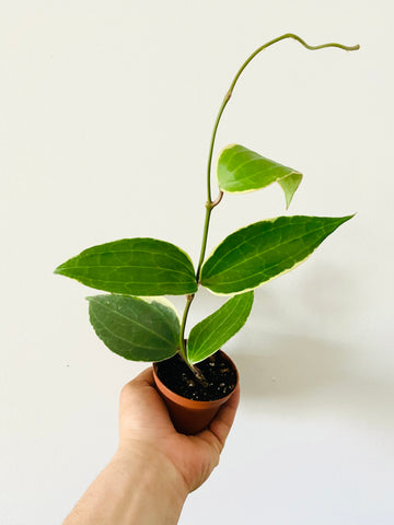 Hoya Macrophylla 