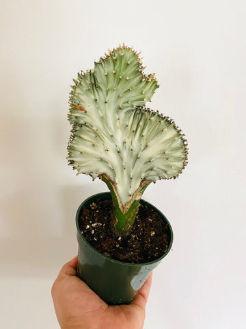 Euphorbia Lactea 'Cristata' - White Coral Cactus - 4