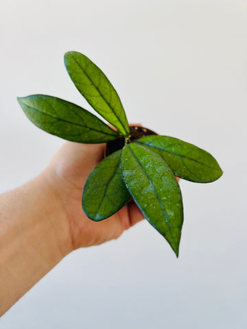 Hoya Crassipetiolata - Starter Hoya - 2