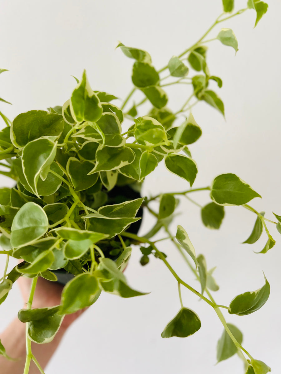 Peperomia Cupid 'Variegated' - 6