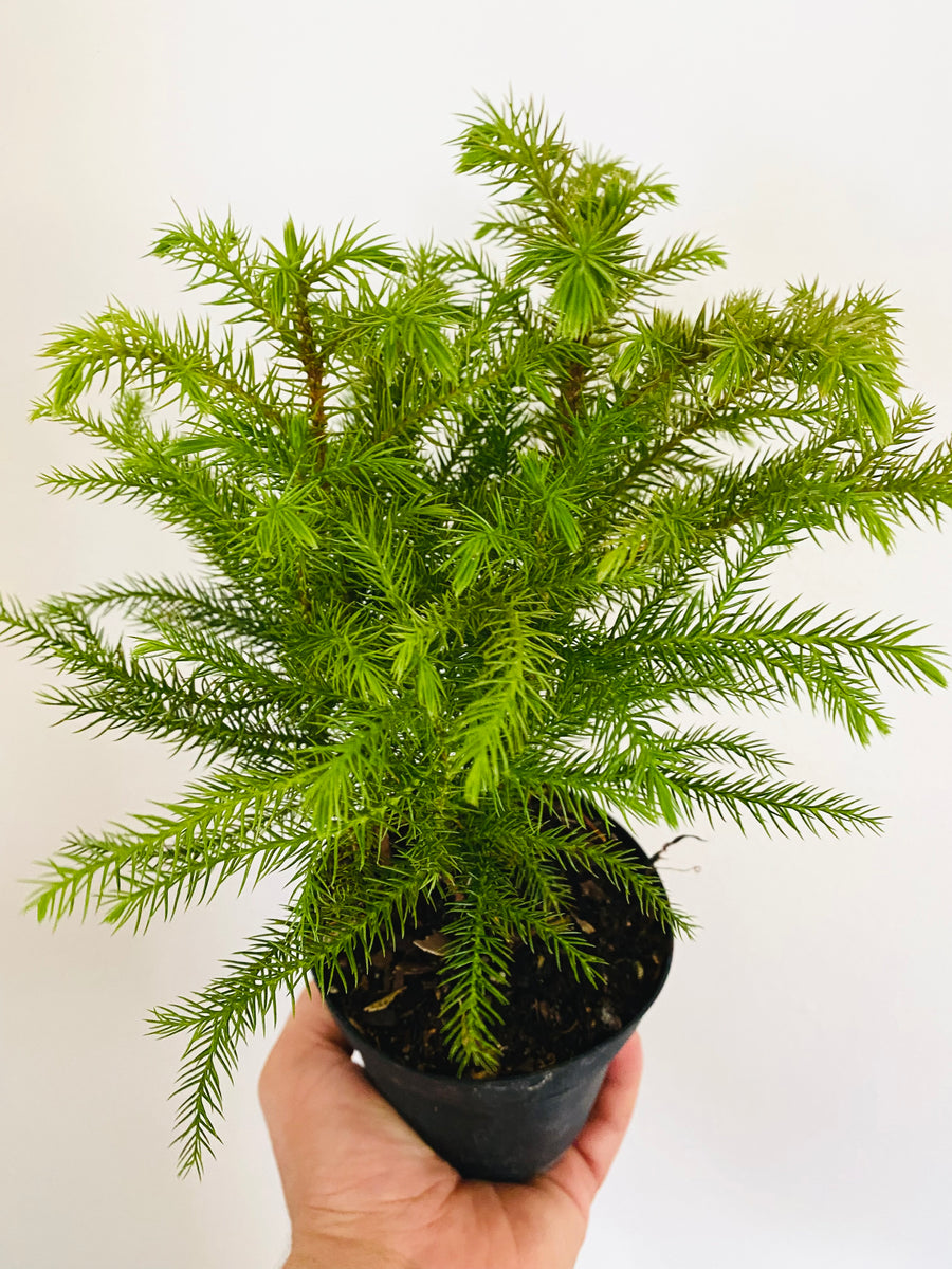 Norfolk Pine - Mini Christmas Tree - 4