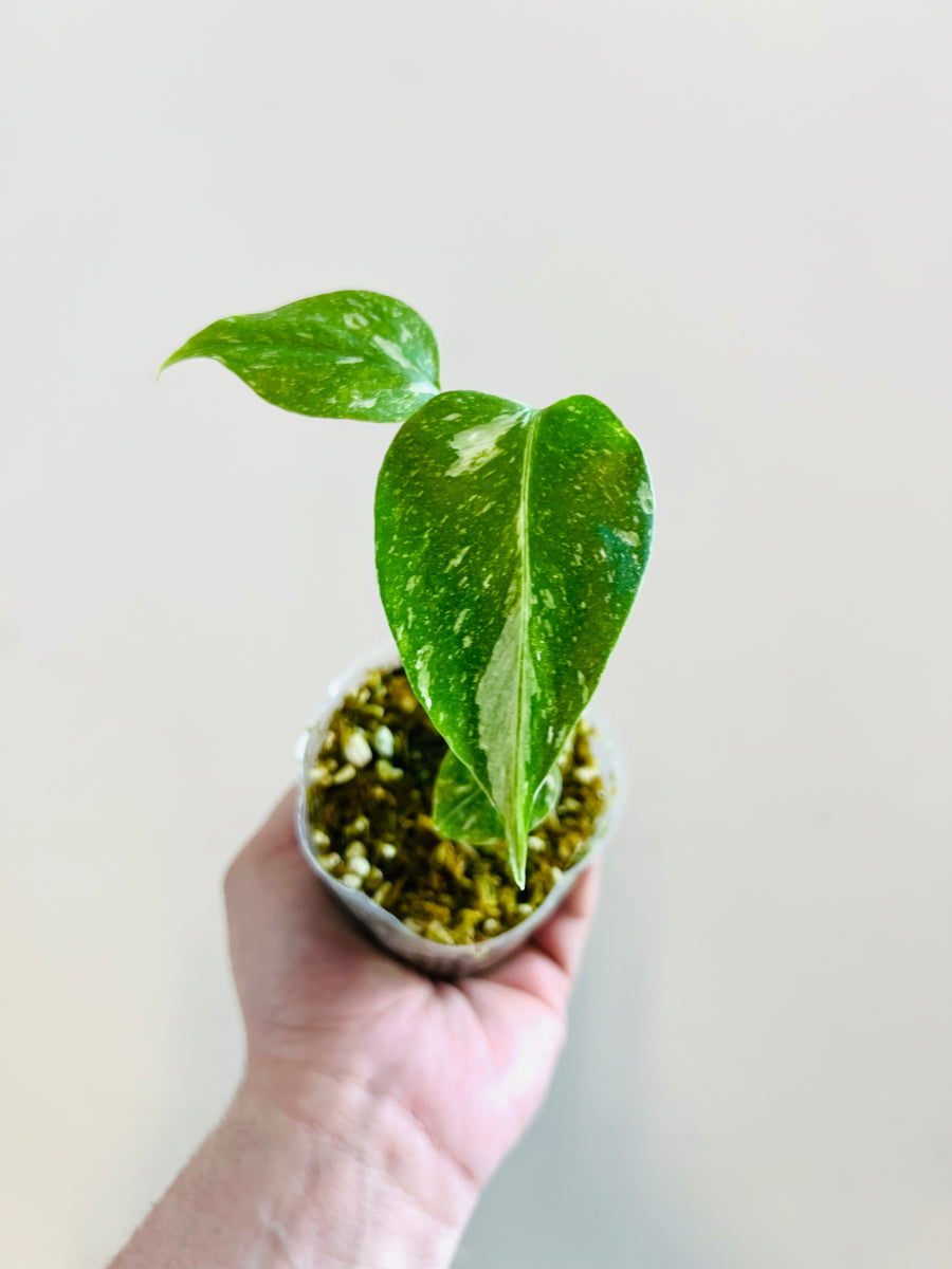 Monstera Thai Constellation - Medium Variegation - 4 Pot