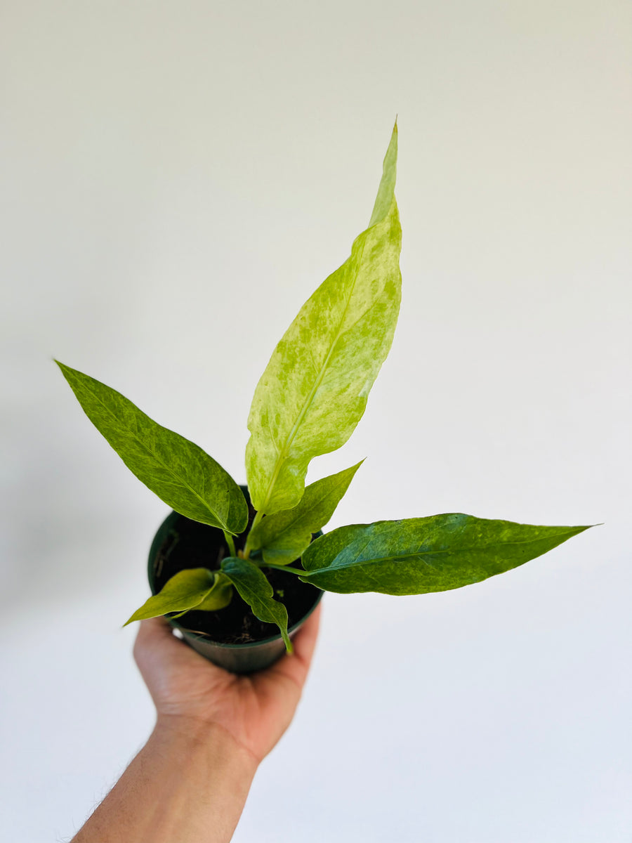 Variegated Anthurium Hookerii - Rare Aroid - 4