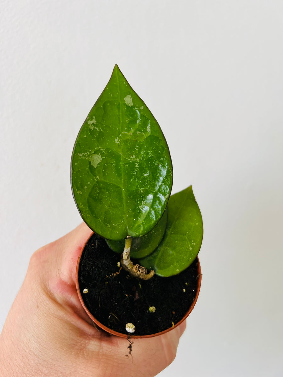 Hoya Parasitica 'Black Margin' - 2