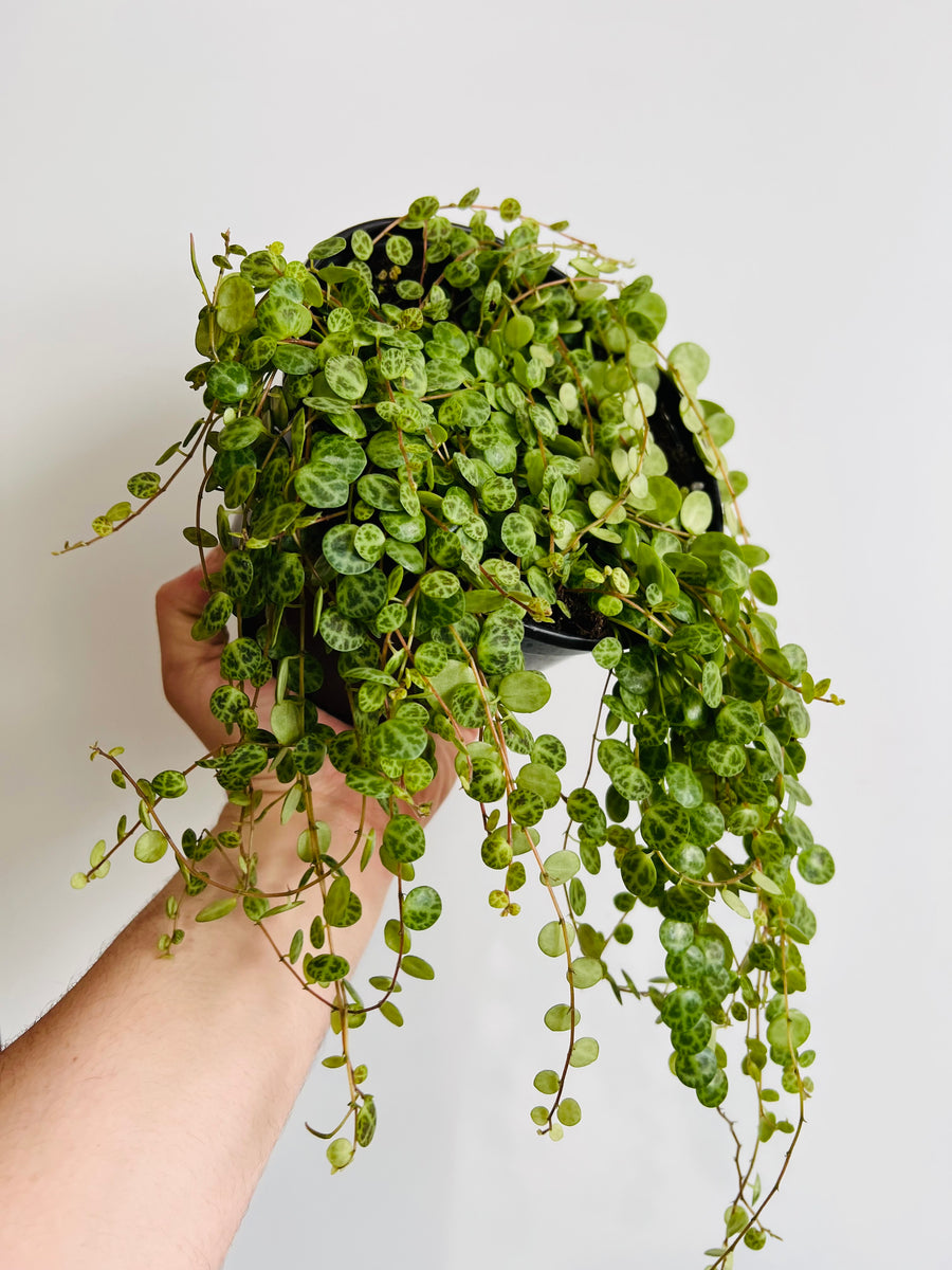 String of Turtles - Peperomia Prostrata - 6