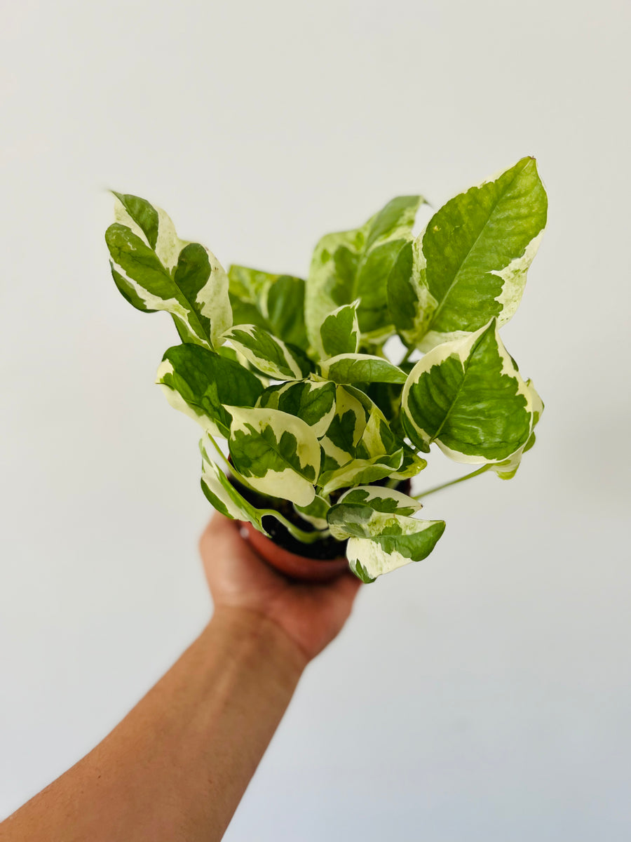 Pothos Pearls & Jade - Epipremnum Aureum 'Pearls & Jade' - 4