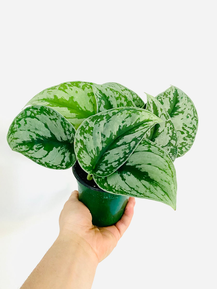 Scindapsus Pictus 'Silver Cloud' - 4