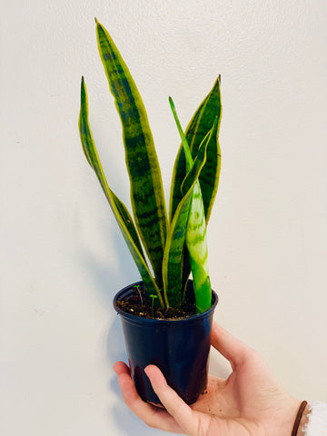 Sansevieria 'Laurentii' - Variegated Snake Plant - 4