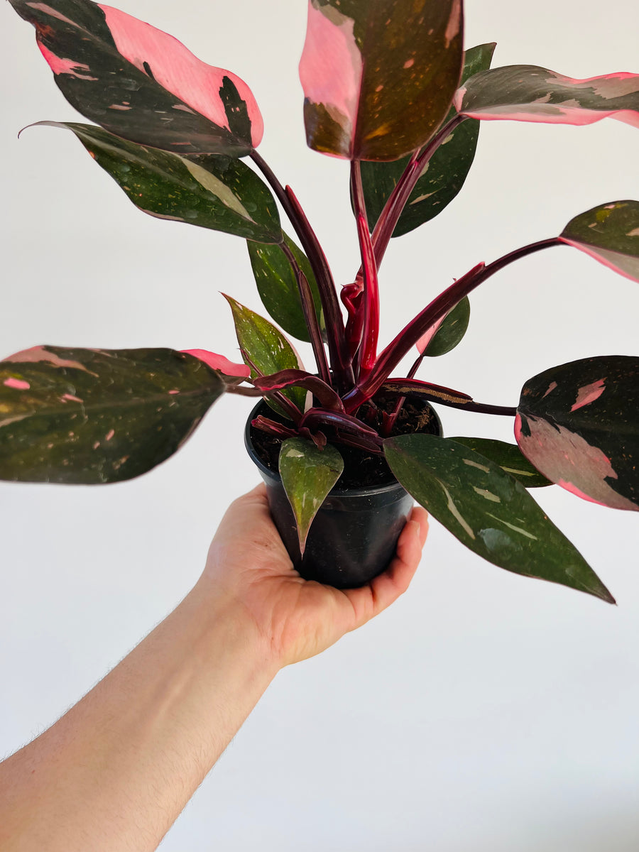 Philodendron Pink Princess Marble - High Variegation - 4