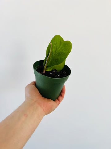 Hoya Kerrii Vining - 4