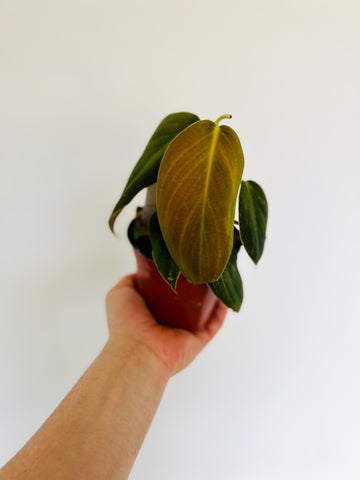 Philodendron Gigas - Rare Aroid - 4