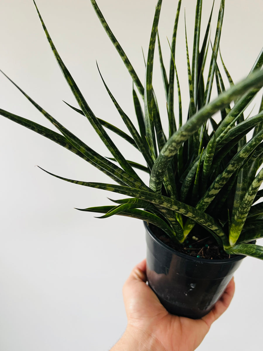 Sansevieria Mikado - 6