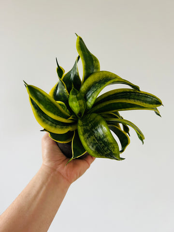 Sansevieria Twisted Sister - Hybrid Snake Plant - 4