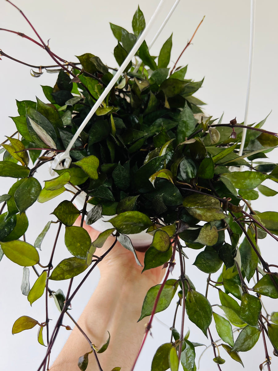 Hoya Krohniana ‘Black’ - Very Full & Trailing - 8” Hanging Basket