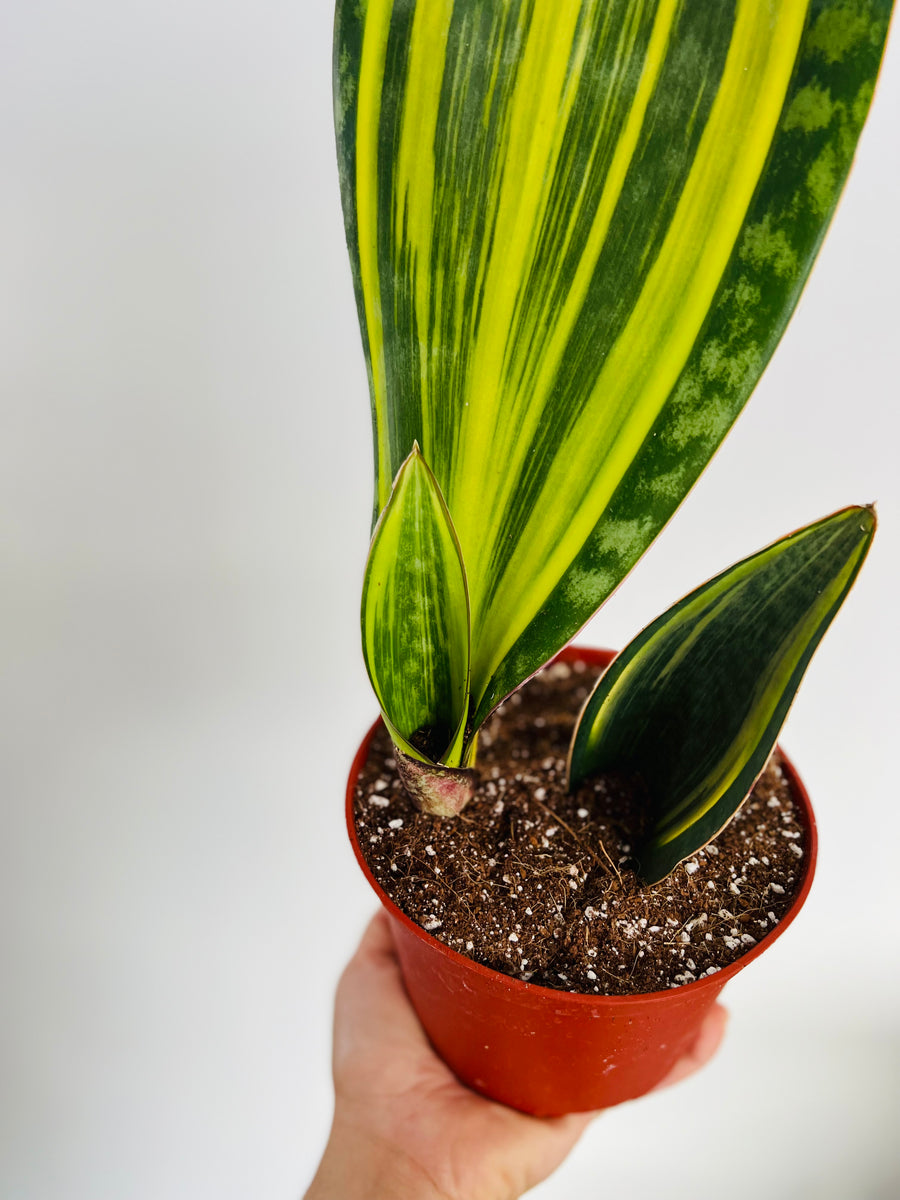 Sansevieria Whalefin Variegated - 6