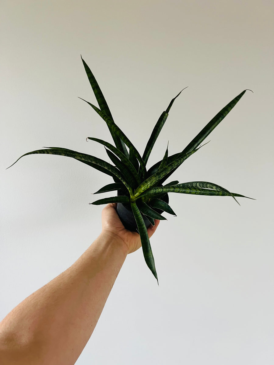 Sansevieria Galaxy - Hybrid Snake Plant - 4