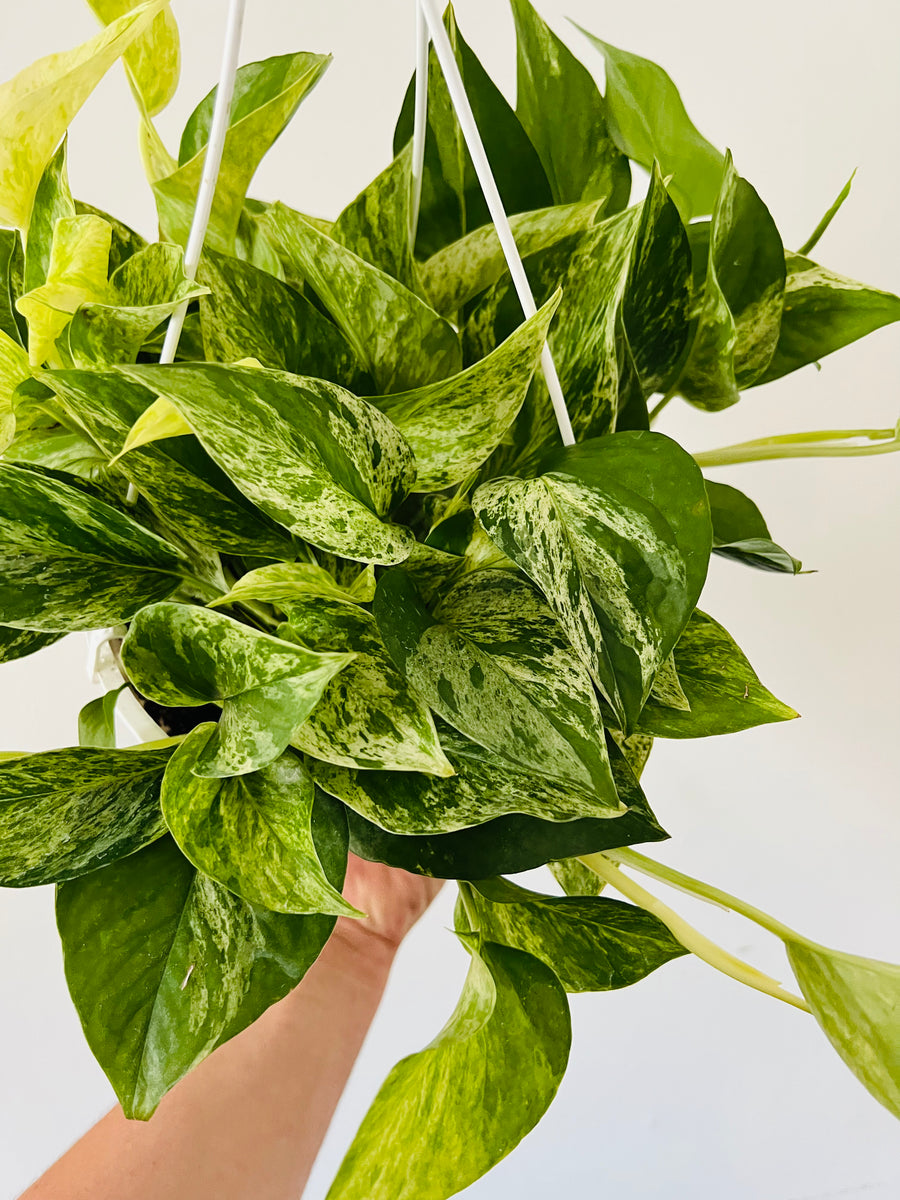 Marble Queen Pothos - Epipremnum Aureum 'Marble Queen' - 8