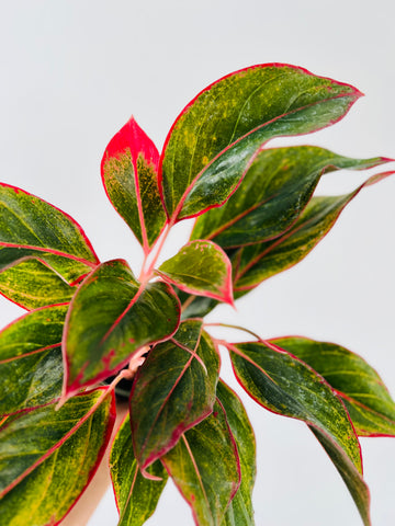 Aglaonema Firecracker - 4