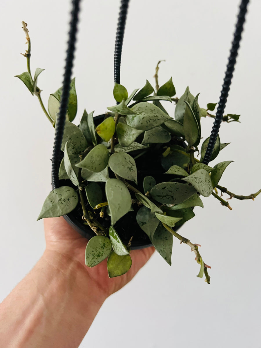 Hoya Krohniana ‘Super Silver’ - 4