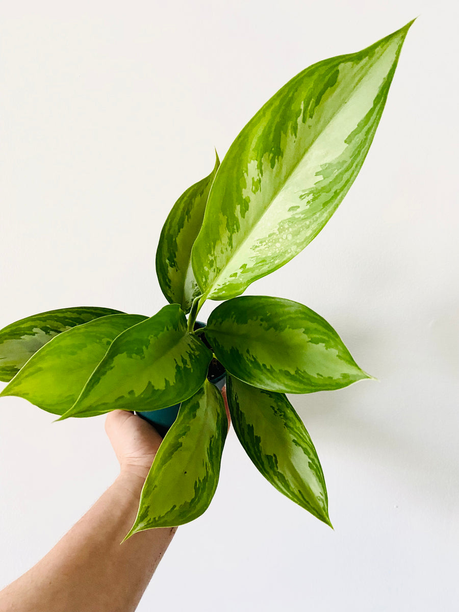 Aglaonema 'Silver Bay' - 4