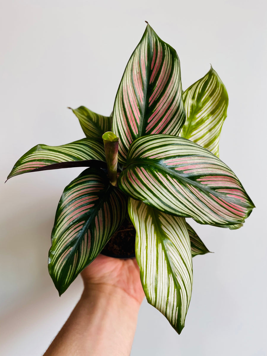 Calathea Majestica 'White Star' - 4