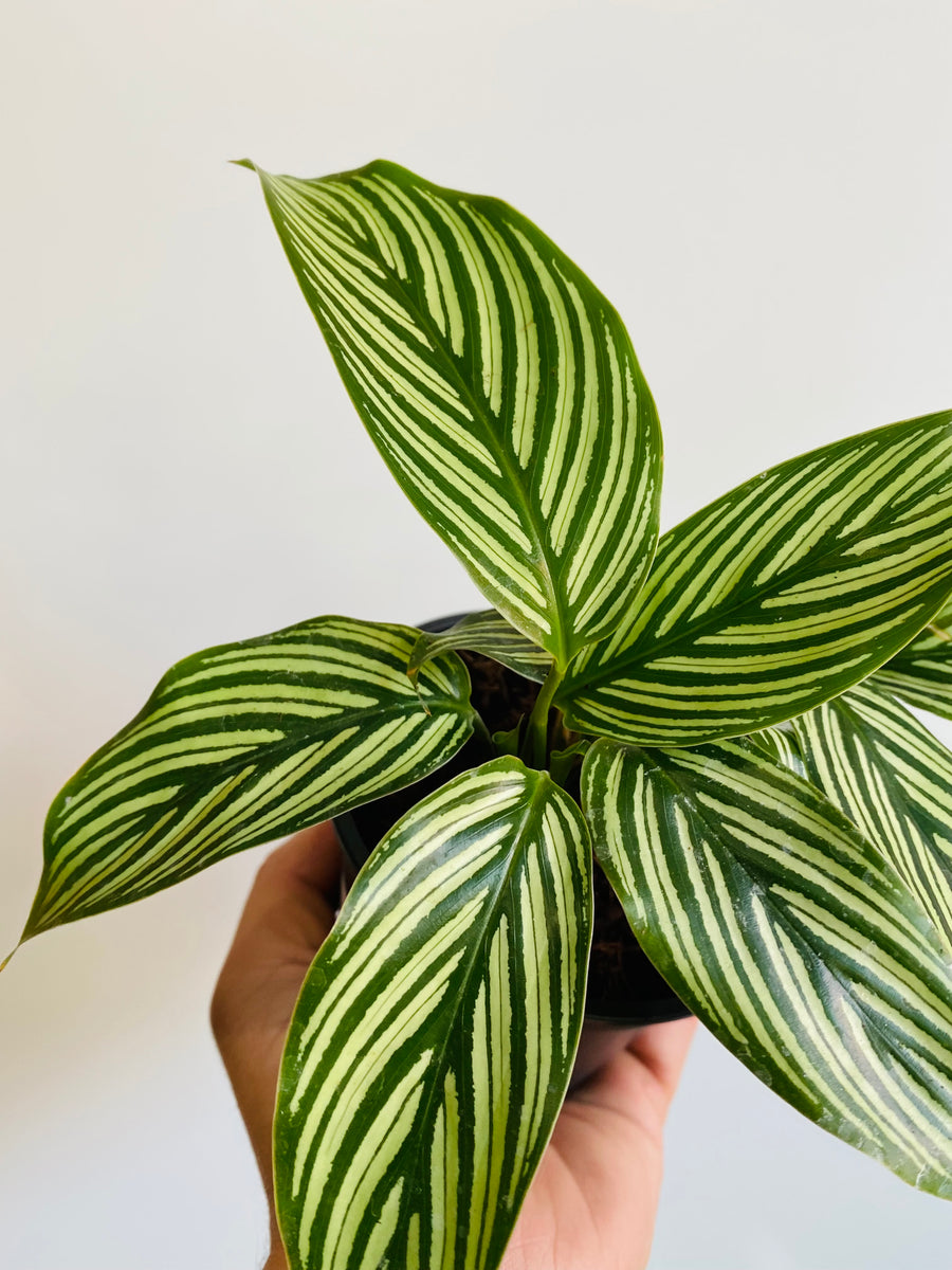Calathea 'Vitatta' - 4