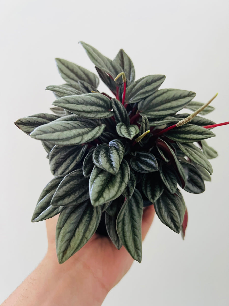 Peperomia Pearls - San Marino - 4