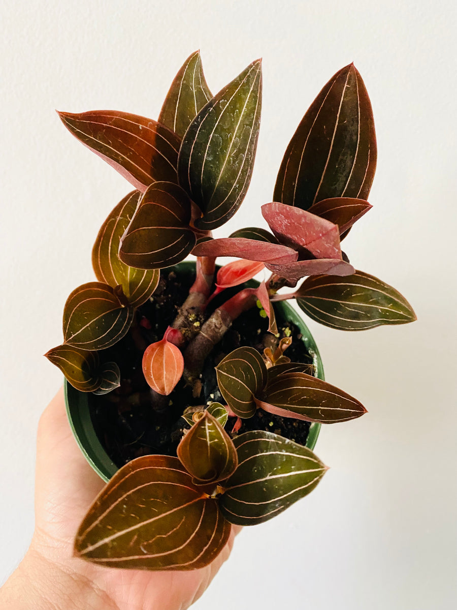 Ludisia Discolor - Jewel Orchid - 4