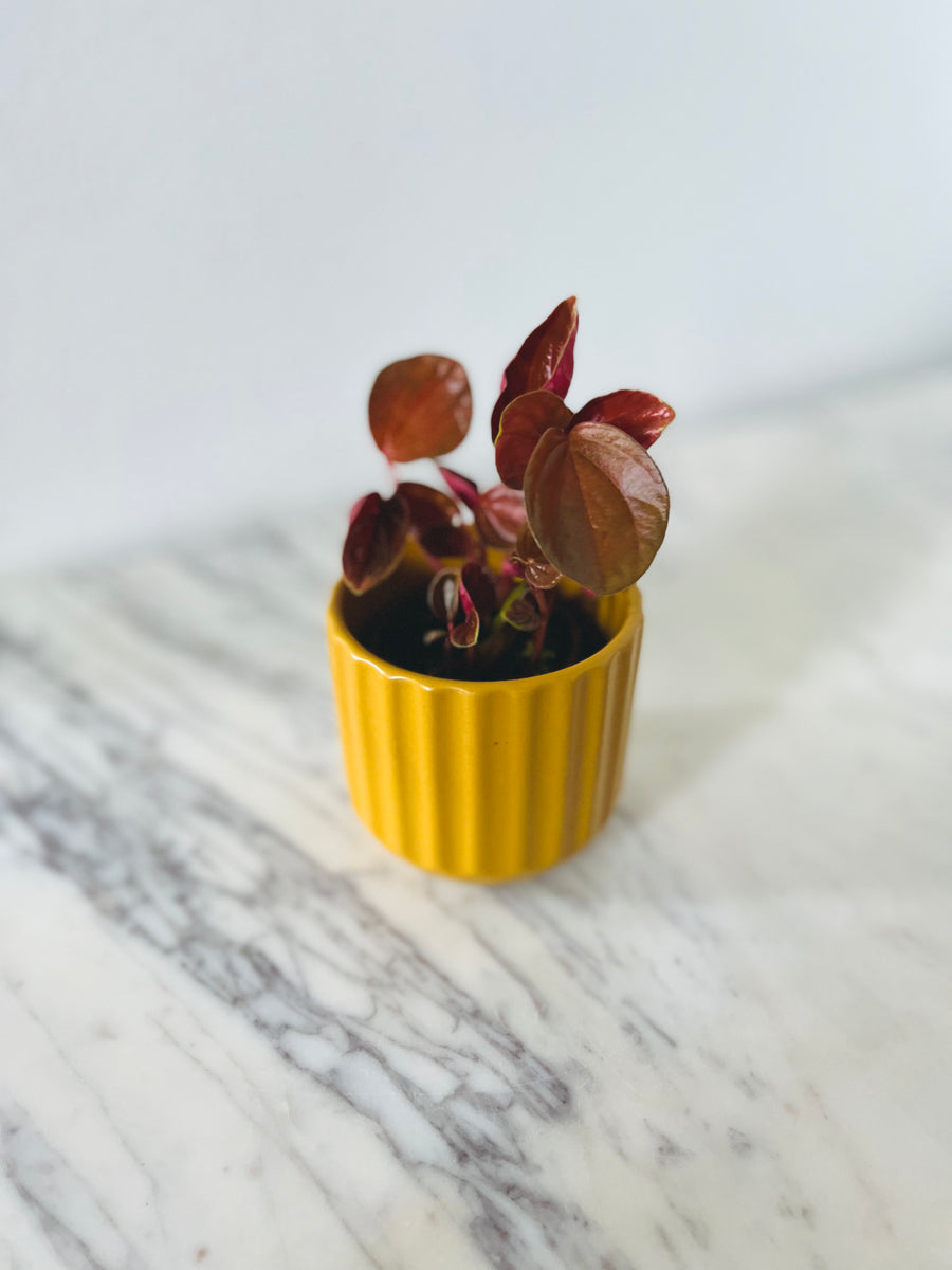 Saffron Pot - 3