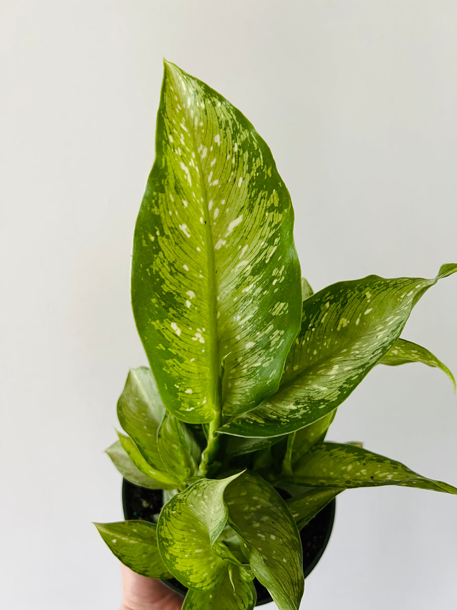 Dieffenbachia Memoria Corsii - 6