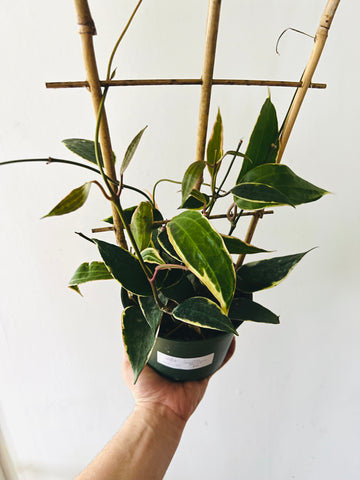 Hoya Macrophylla 