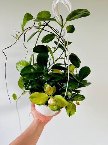 Fall Hoya Baskets - Australis Green & Lisa Mixed Pots - 8