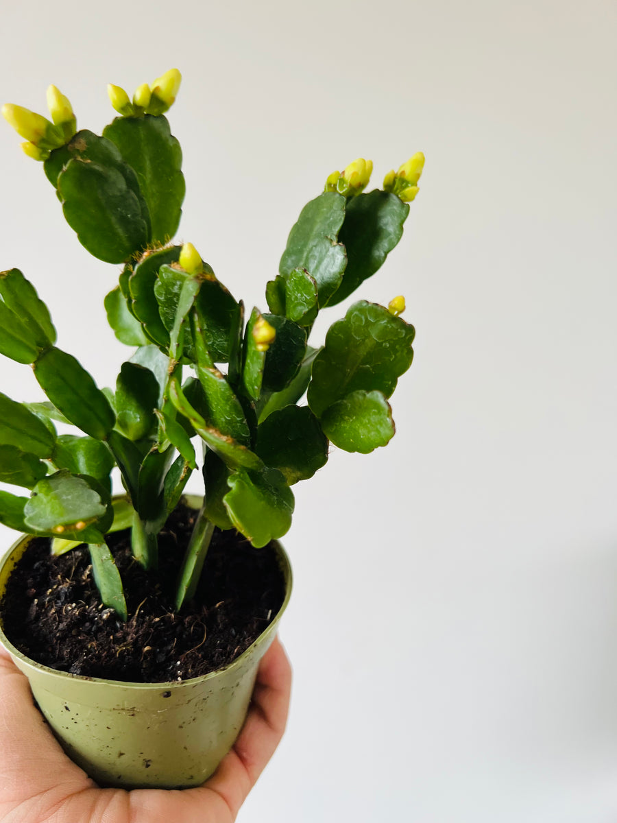 Spring Cactus - Schlumbergera Gaertneri  - 4